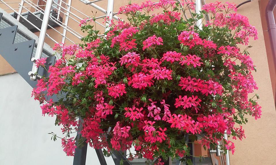 Vila Maria Rapovce ภายนอก รูปภาพ